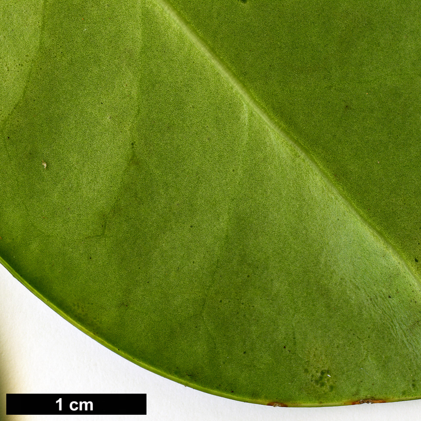 High resolution image: Family: Aquifoliaceae - Genus: Ilex - Taxon: perado - SpeciesSub: subsp. perado